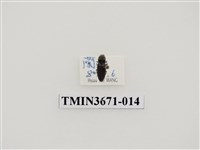 藏品(叩頭蟲(2))的圖片